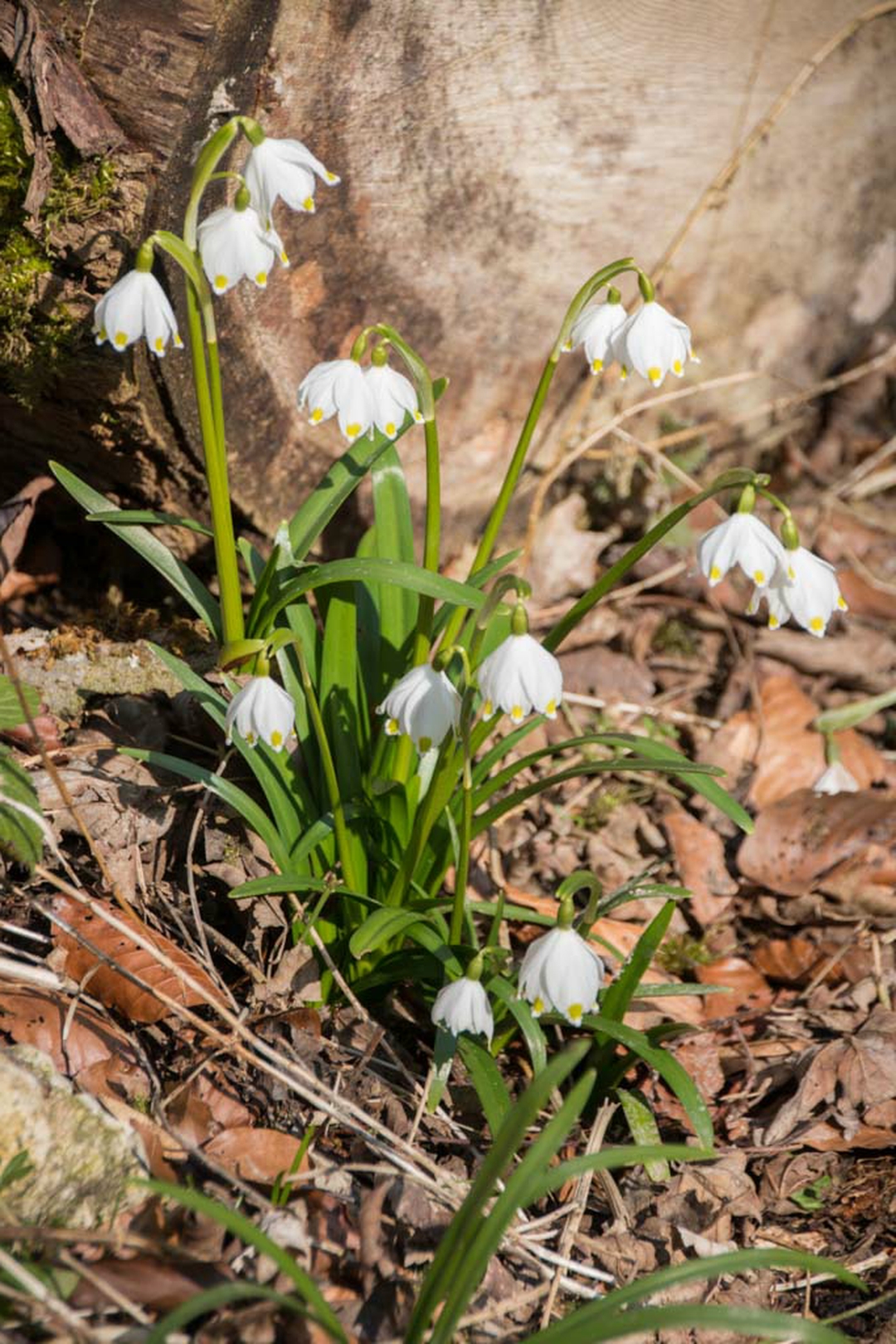 Stauden Pflanzen Wie Und Wann Stauden Pflanzen Gartentipps Stauden Pflanzen Wie Und Wann Stauden Pflanzen Gartentipps