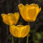 Tulpe im Durchlicht