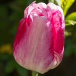 Tulpe