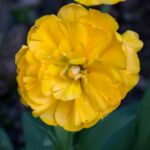 Tulpe